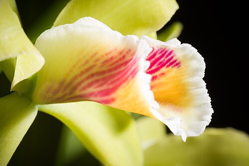 Cattleya luteola: SUBGENUS Stellata Withner 1988 Distribution: N. Brazil, Ecuador to Bolivia 83 BOL ECU PER 84 BZN Found in Southern America Brazil Brazil North, Western South Am