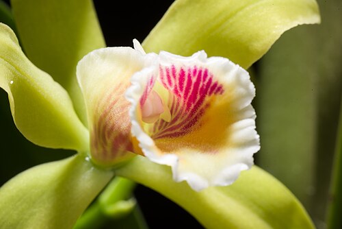Cattleya luteola: Cattleya luteola -