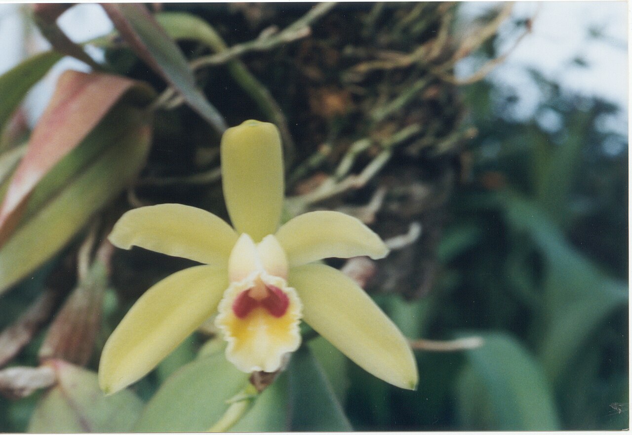 Cattleya luteola: Cattleya luteola