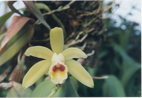 Cattleya luteola: Cattleya luteola