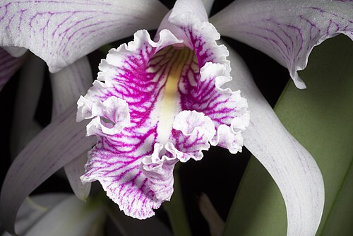 Largest cattleya: Cattleya maxima