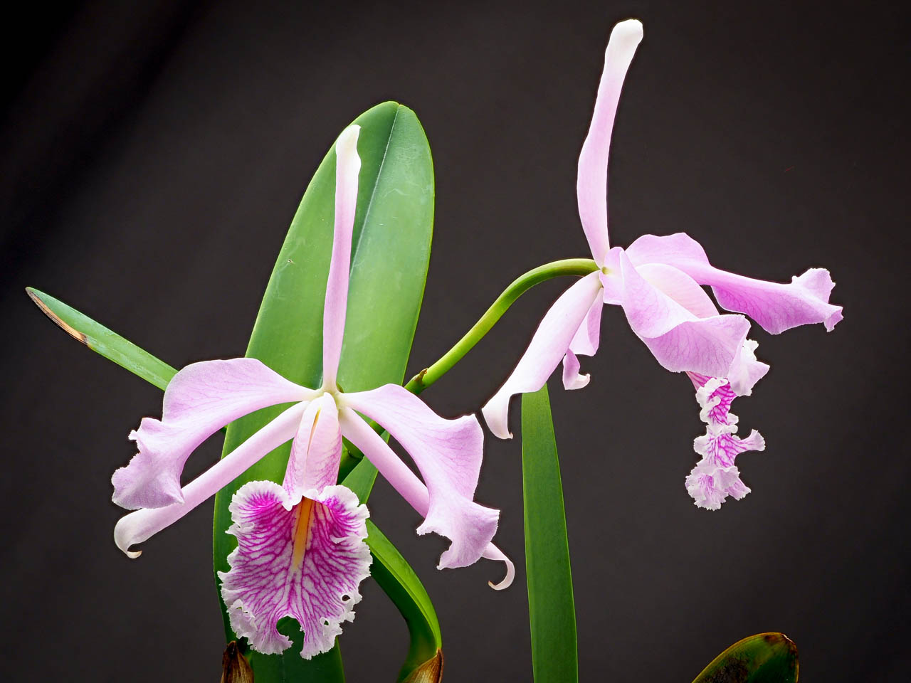 Largest cattleya: Cattleya maxima