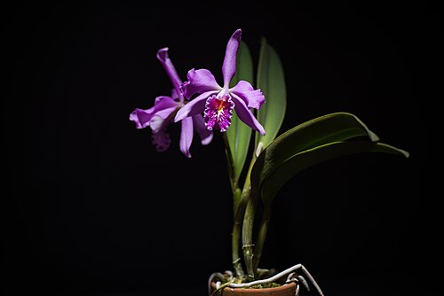 Largest cattleya: Cattleya maxima -
