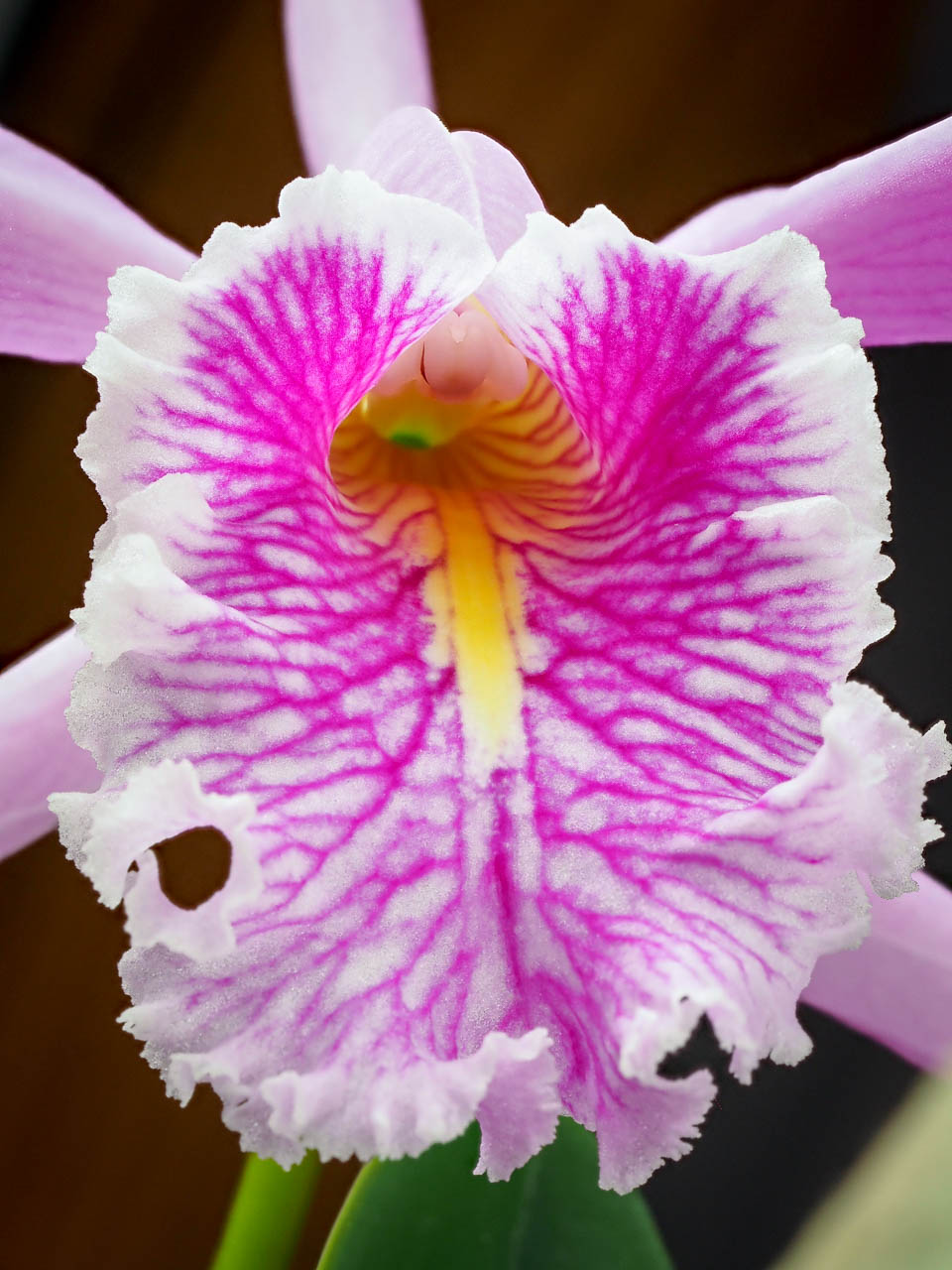 Largest cattleya: Cattleya maxima