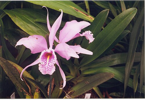 Largest cattleya: Cattleya maxima