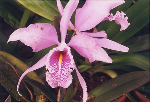 Largest cattleya: Cattleya maxima