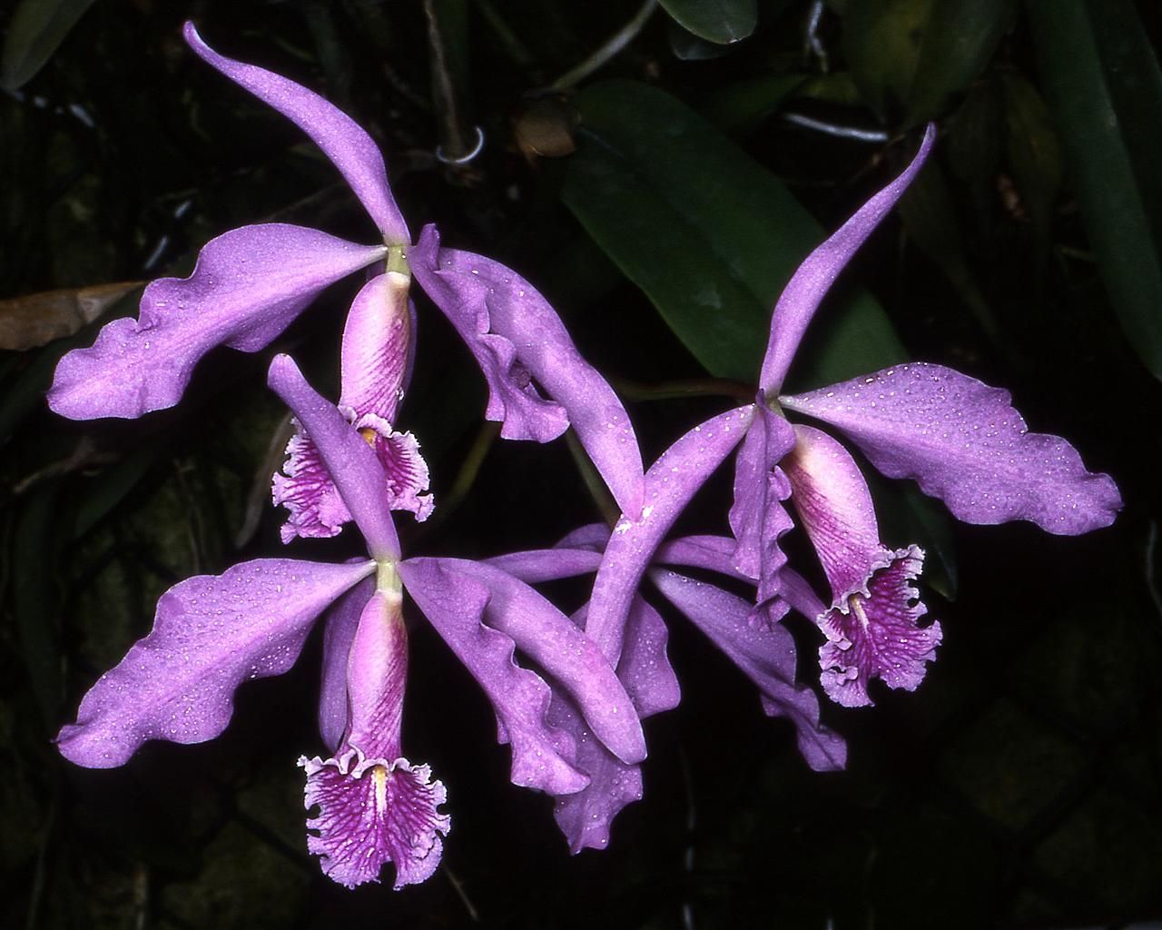 Largest cattleya: Cattleya maxima