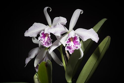Largest cattleya: Cattleya maxima