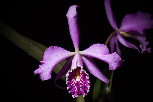 Largest cattleya: Cattleya maxima -