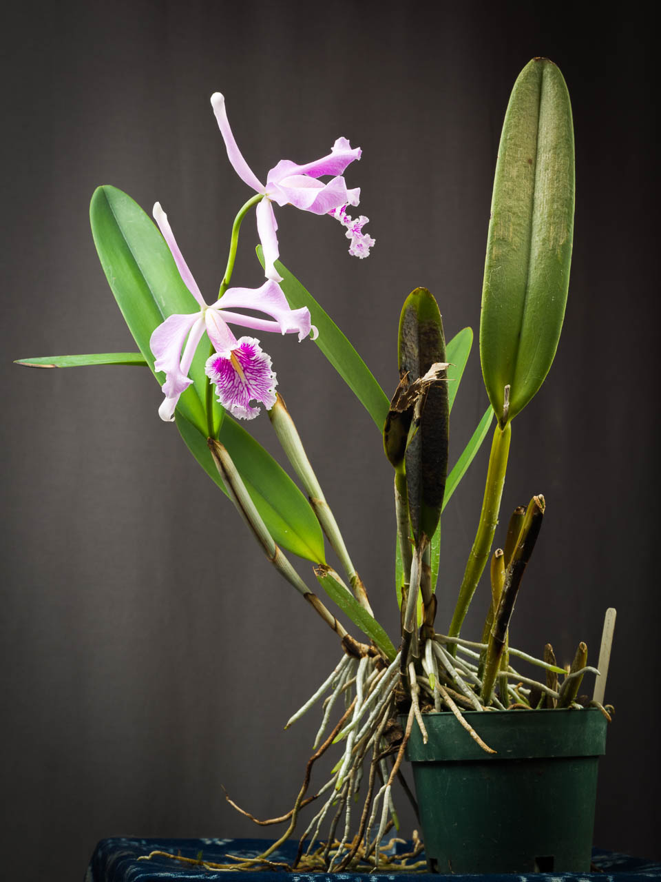 Largest cattleya: Cattleya maxima