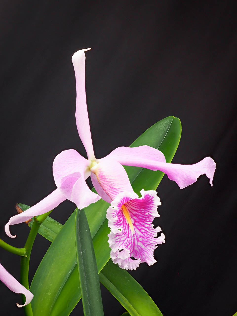 Largest cattleya: Cattleya maxima