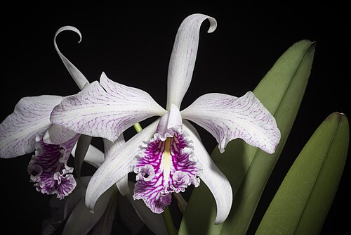 Largest cattleya: Cattleya maxima