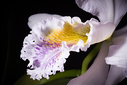 Moss' Cattley's: SUBGENUS Cattleya SECTION Cattleya Lindley Distribution: N. Venezuela 82 VEN Found in Southern America Northern South America Venezuela