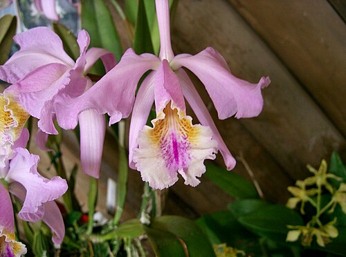 Moss' Cattley's: Scientific name Cattleya mossiae Place:Osaka Prefectural Flower Garden,Osaka,Japan