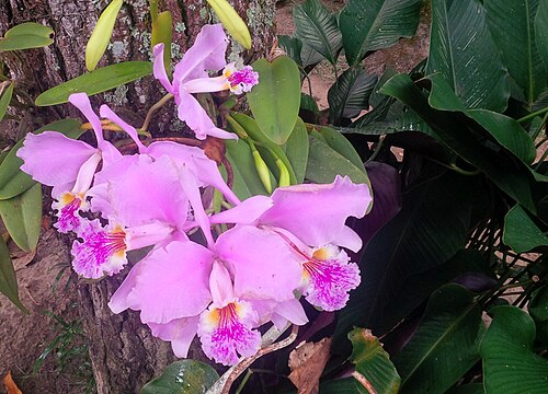 Moss' Cattley's: Orquídea Cattleya mossiae, también conocida como Flor de Mayo. Parque Nacional Henri Pittier. Aragua Venezuela