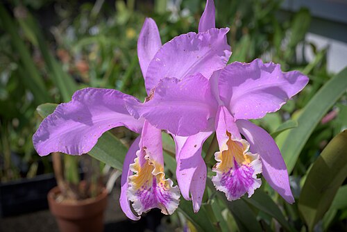 Moss' Cattley's: SUBGENUS Cattleya SECTION Cattleya Lindley Distribution: N. Venezuela 82 VEN Found in Southern America Northern South America Venezuela