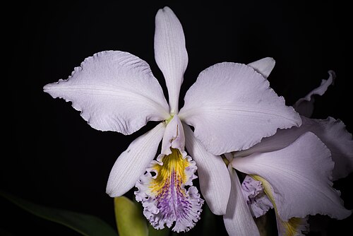 Moss' Cattley's: SUBGENUS Cattleya SECTION Cattleya Lindley Distribution: N. Venezuela 82 VEN Found in Southern America Northern South America Venezuela