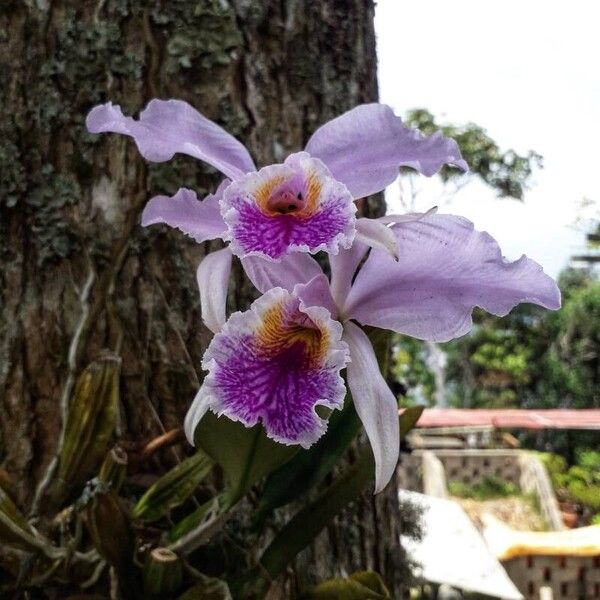 Moss' Cattley's (Cattleya mossiae)