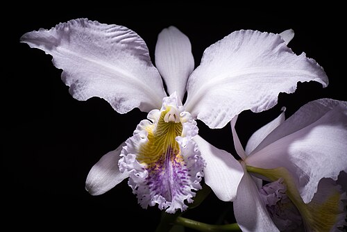 Moss' Cattley's: SUBGENUS Cattleya SECTION Cattleya Lindley Distribution: N. Venezuela 82 VEN Found in Southern America Northern South America Venezuela