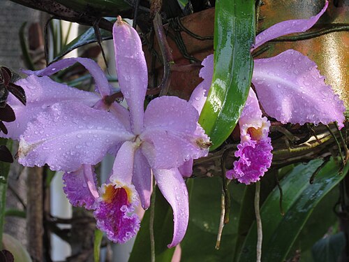 Moss' Cattley's: Cattleya mossiae with dew drops in Venezuela