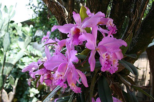 Moss' Cattley's: National flower