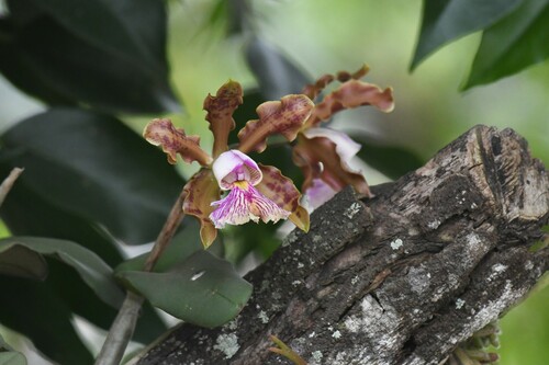 Orchid (Cattleya schilleriana)