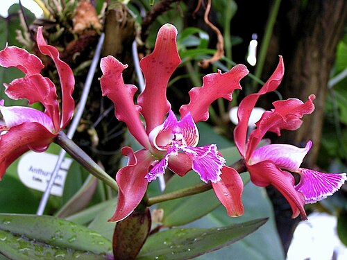 Orchid: Cattleya schilleriana. Berggarten Hannover.