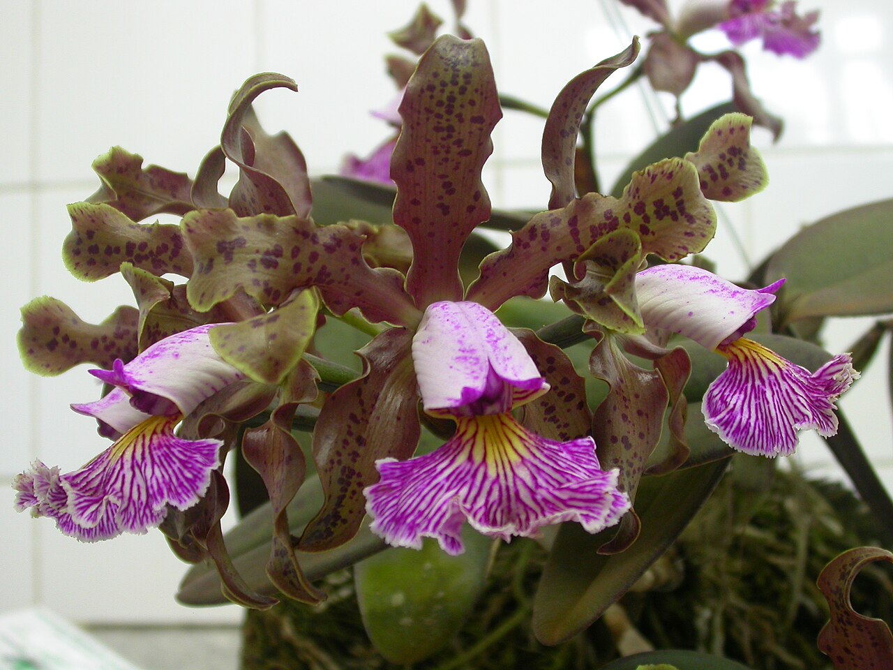 Orchid: Cattleya schilleriana