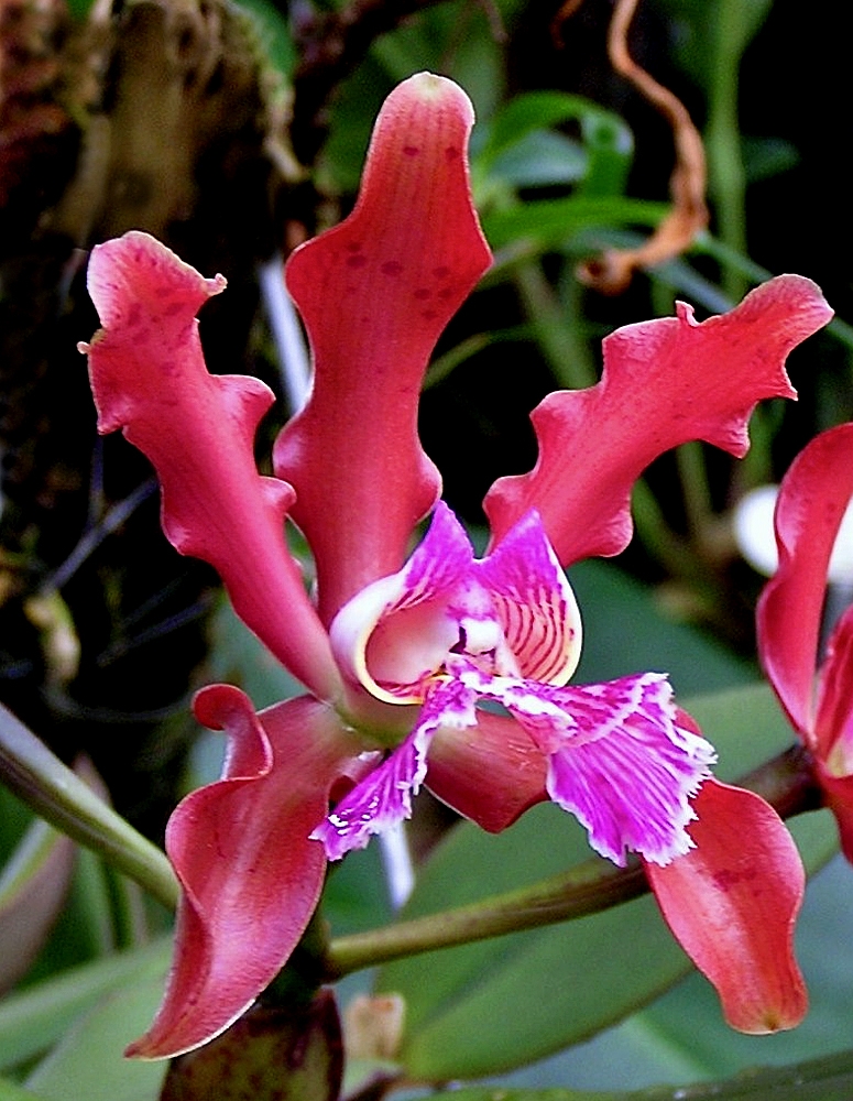 Orchid: Cattleya schilleriana . Berggarten Hannover.