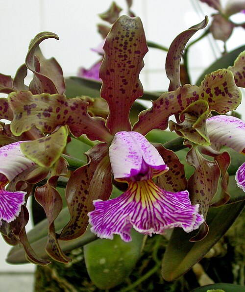 Orchid: Cattleya schilleriana