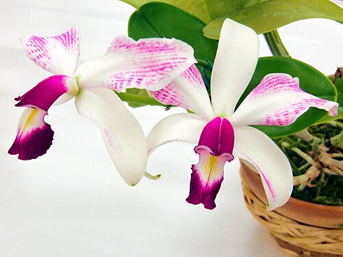 Violet cattleya: Cattleya violacea forma semi-alba striata N.S. (115 X 104mm) 1 stem 2 flowers 51st JAOS Orchid Show 2011 in Sunshine City, Toshima-ku Tokyo Japan.
