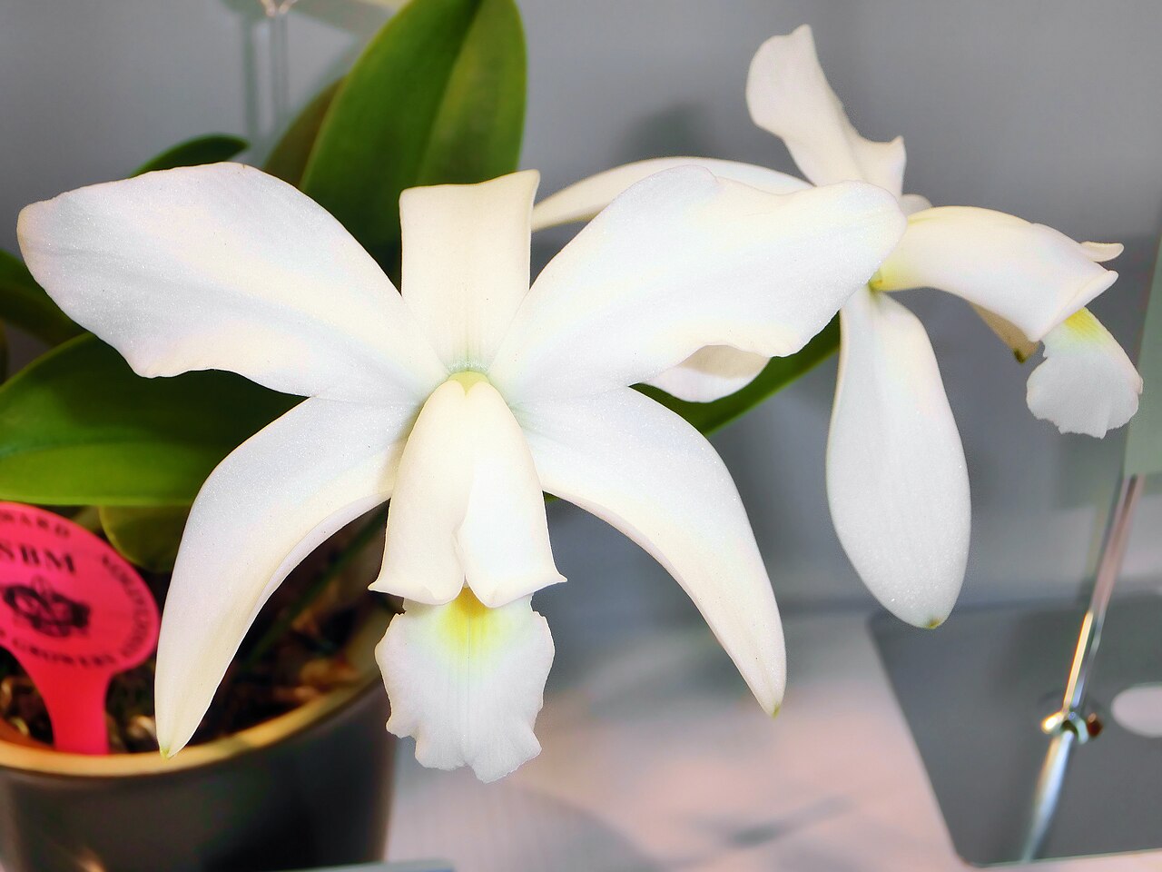 Violet cattleya: Cattleya violacea forma alba 'Yagiri' SBM/JOGA N.S. (114 X 103mm) 1 stem 2 flowers Kansai Orchid Festa in Kyocera Dome Osaka 2014, Nishi-ku Osaka Japan.