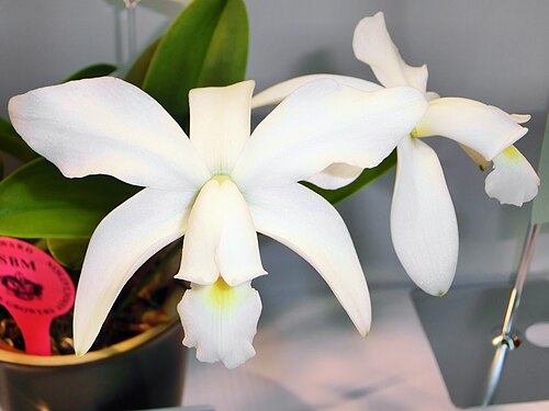 Violet cattleya: Cattleya violacea forma alba 'Yagiri' SBM/JOGA N.S. (114 X 103mm) 1 stem 2 flowers Kansai Orchid Festa in Kyocera Dome Osaka 2014, Nishi-ku Osaka Japan.
