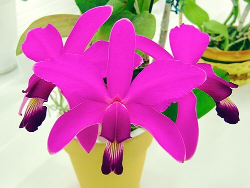 Violet cattleya: Cattleya violacea tipo N.S. (118 X 108mm) 1 stem 3 flowers 51st JAOS Orchid Show 2011 in Sunshine City, Toshima-ku Tokyo Japan.
