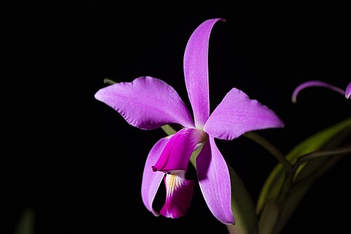 Violet cattleya: Cattleya violacea - Brazil