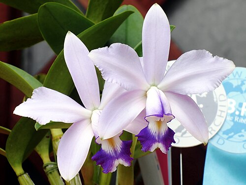 Violet cattleya: Cattleya violacea forma coerulea 'Hiro-Oishi' HCC/AJOS N.S. (113 X 108mm) 1 stem 2 flowers World Orchid 2011 in Romantic Village, Utsunomiya Tochigi Japan.