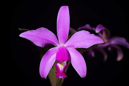Violet cattleya: Cattleya violacea - Brazil