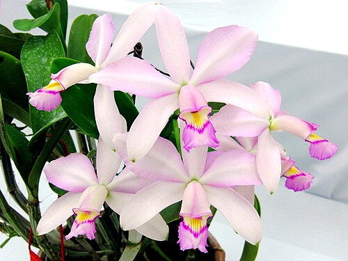 Violet cattleya: Cattleya violacea forma suavissima 'Coronet' GM/JOGA, AM/JOS N.S. (118 X 116mm) 2 stems 12 flowers 53rd JAOS Orchid Show 2013 in Sunshine City, Toshima-ku Tokyo