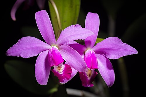 Violet cattleya: Cattleya violacea - Brazil