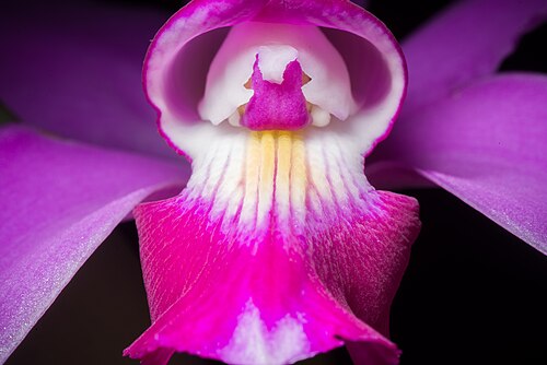 Violet cattleya: Cattleya violacea - Brazil