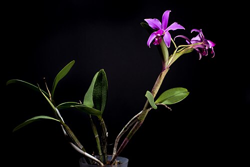 Violet cattleya: ' Cattleya violacea - Brazil