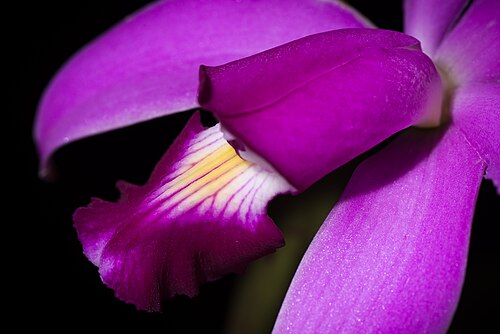Violet cattleya: Cattleya violacea - Brazil
