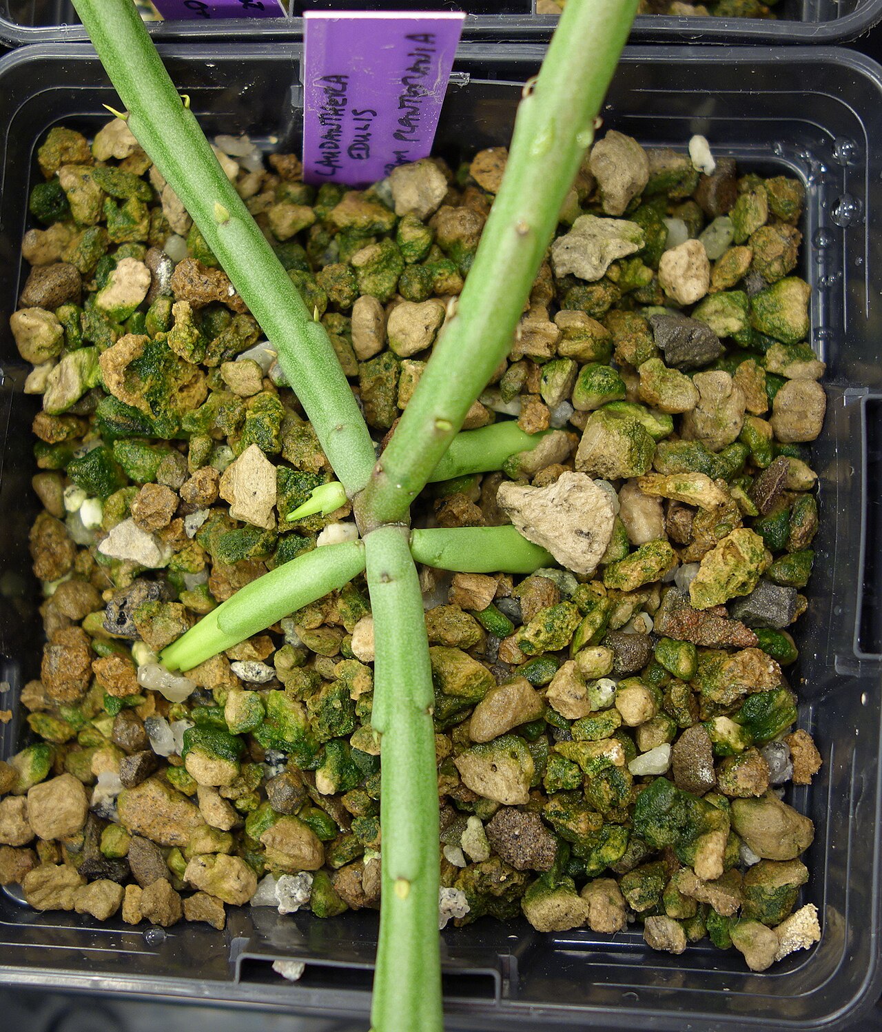 Caudanthera edulis: Base of a Caudanthera edulis seedling showing some stems burrowing into the soil and some growing upwards.