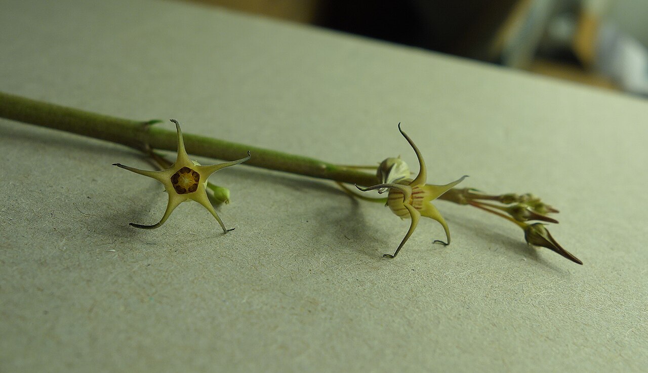 Caudanthera edulis: Caudanthera edulis flowers grown under lights in the UK from seed from Oman.