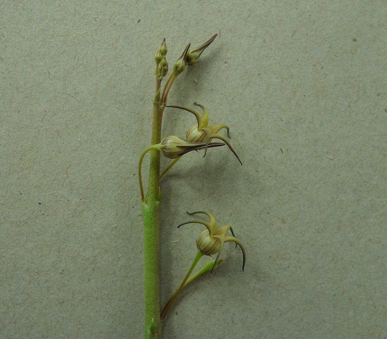 Caudanthera edulis: Caudanthera edulis flowers grown under lights in the UK from seed from Oman.