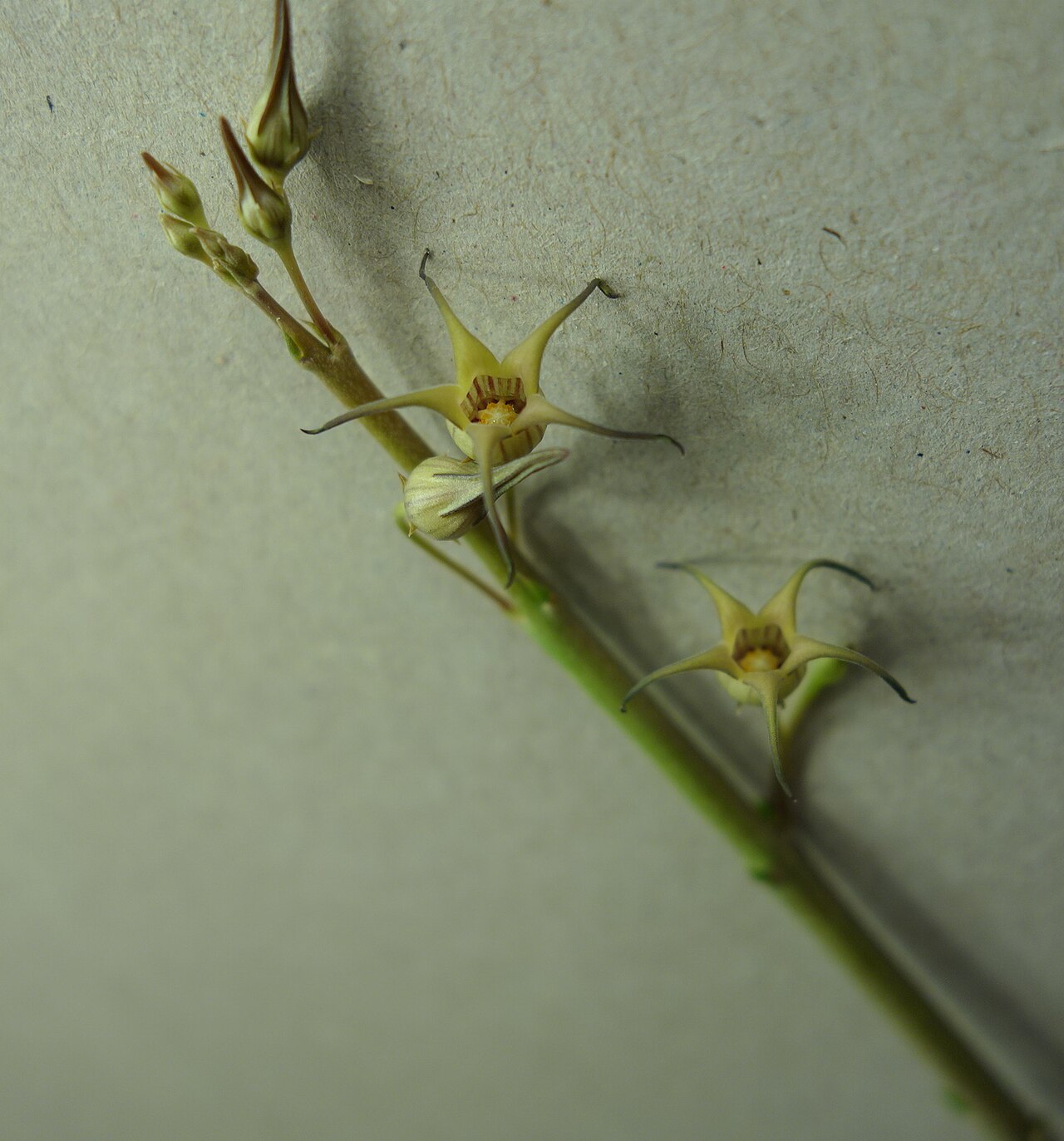 Caudanthera edulis: Caudanthera edulis flowers grown under lights in the UK from seed from Oman.