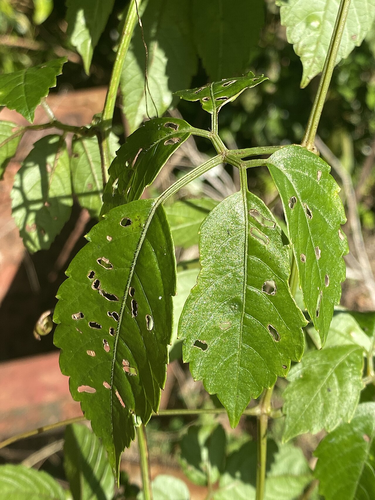 Causonis australasica: Causonis australasica , Chesney Rd, Bartle Frere, QLD, Australia, August 2023