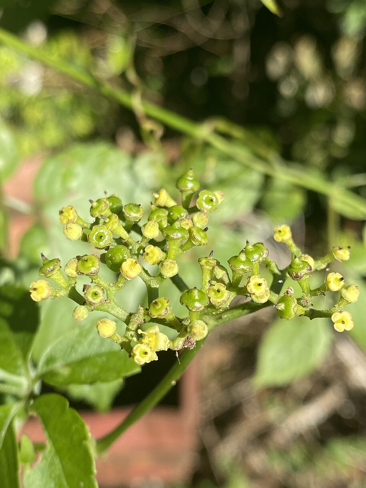 Causonis australasica: Causonis australasica , Chesney Rd, Bartle Frere, QLD, AU, 2023-08-20 (iNaturalist).