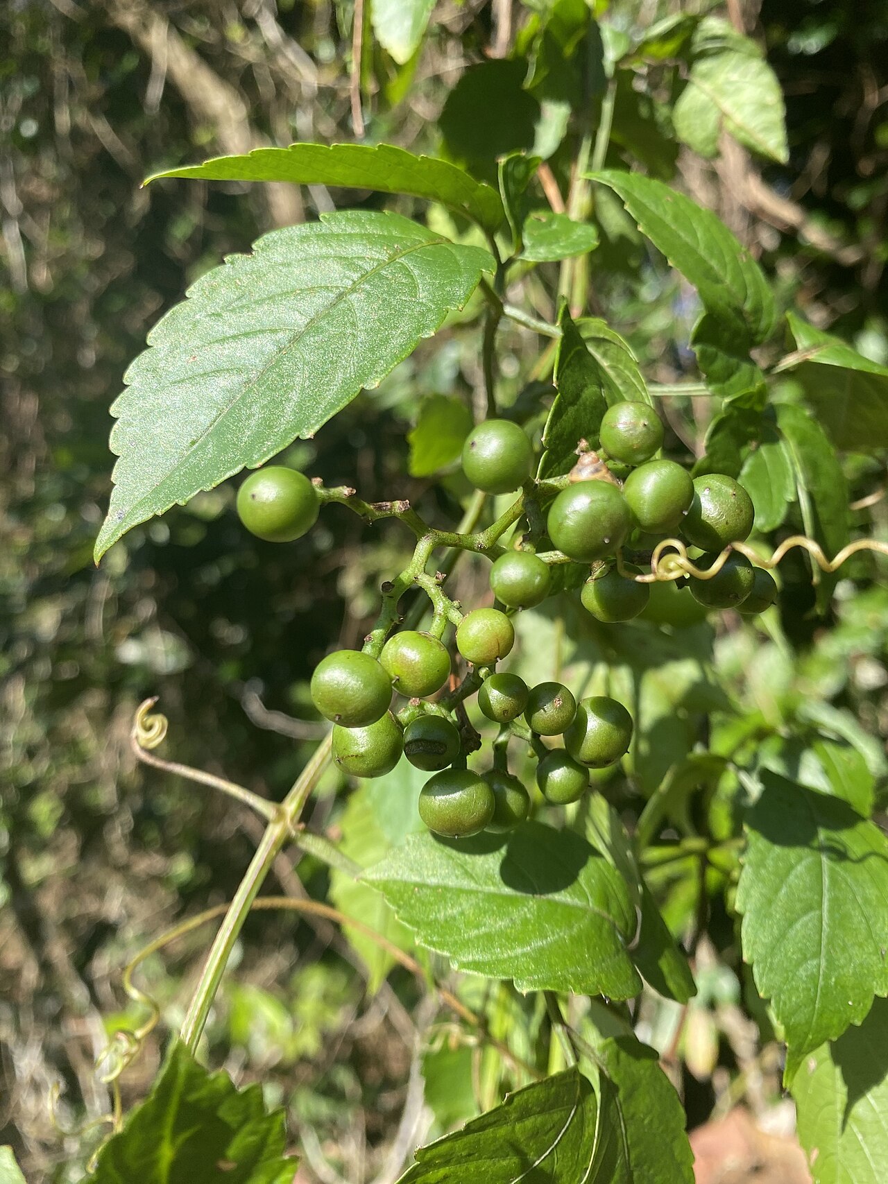 Causonis australasica: Causonis australasica , Chesney Rd, Bartle Frere, QLD, Australia, August 2023