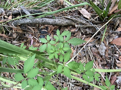 Causonis clematidea (Causonis clematidea)